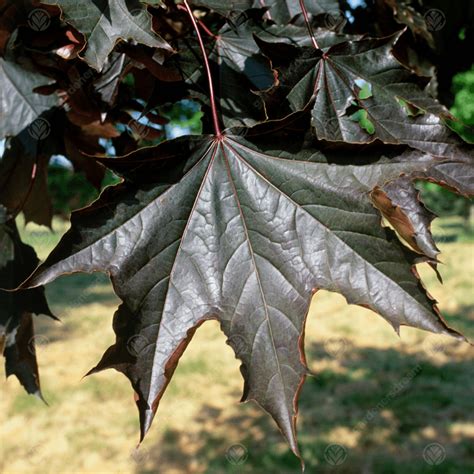 crimson king maple leaf